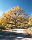 albero