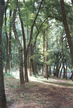 bosco