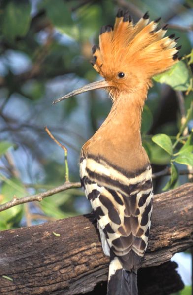 Upupa